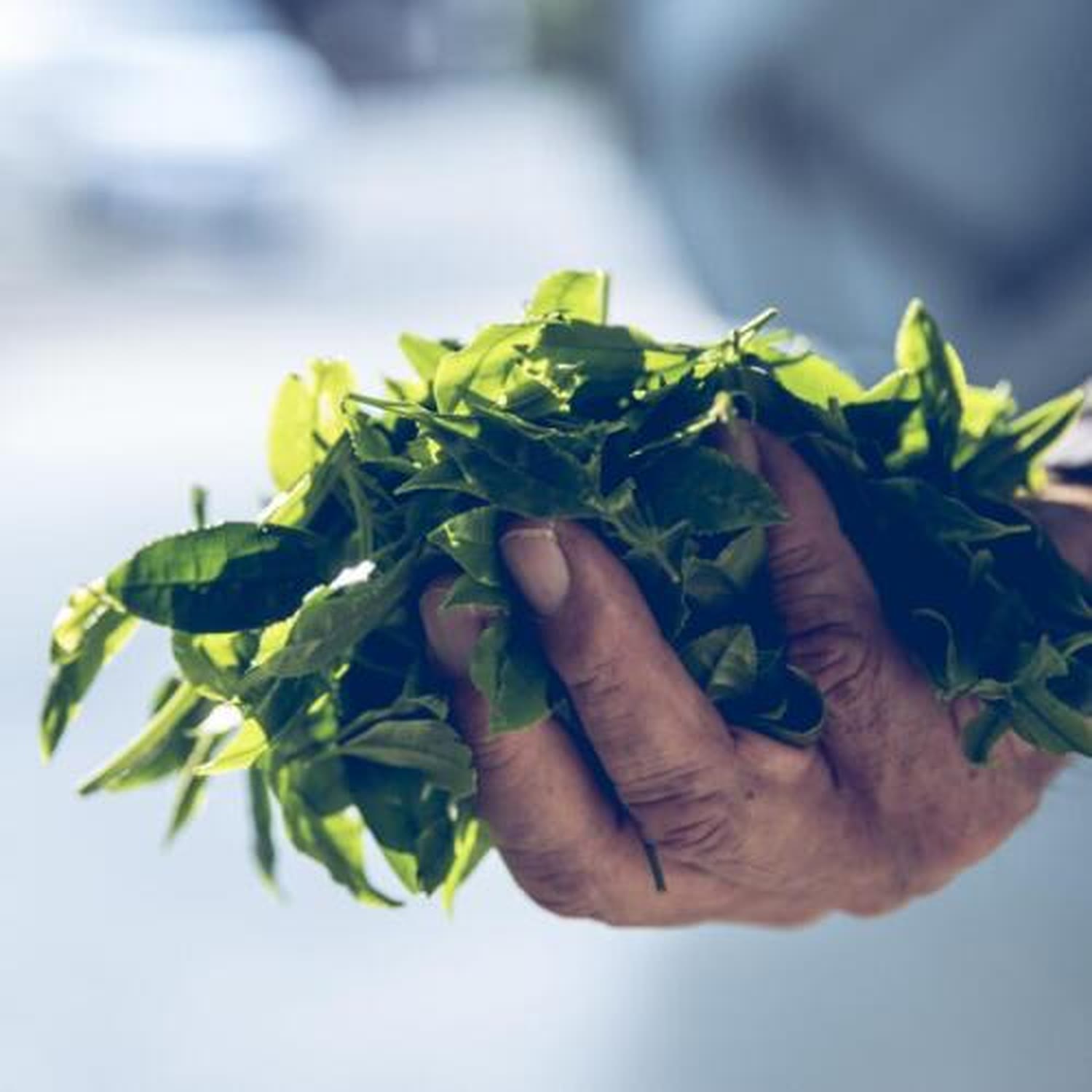 A tea farmer's weathered hand holding freshly picked Yame tea leaves